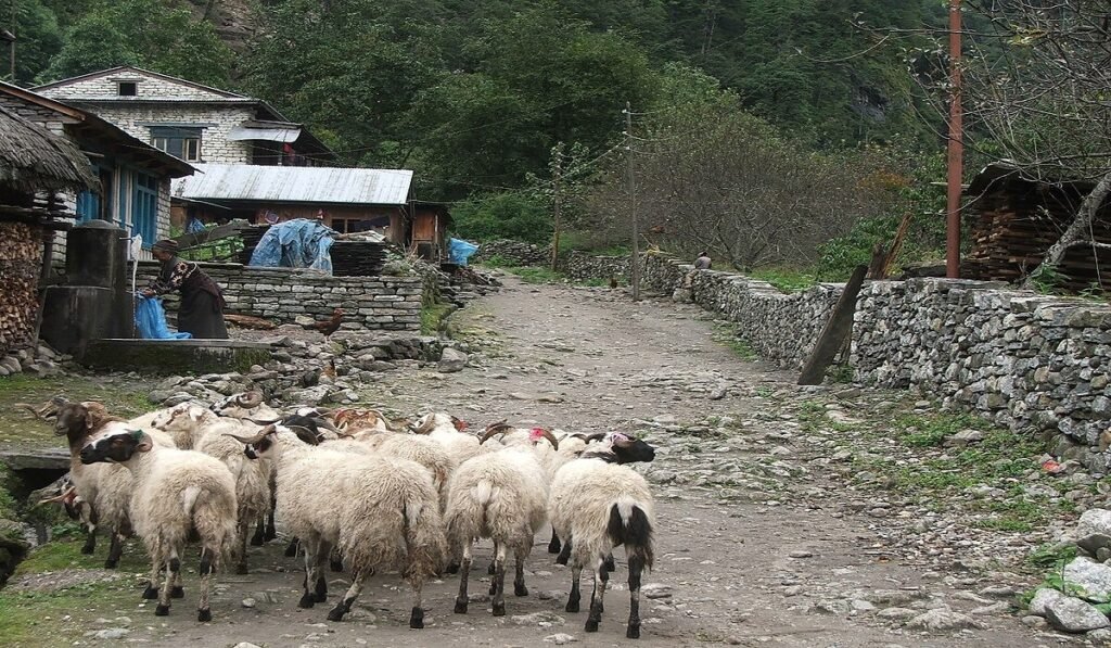 अज्ञात रोगबाट २०० भन्दा बढी भेडा मरेका छन्
