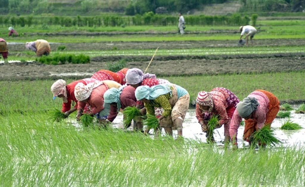 बारामा बढी किसानले चैते धान खेती गर्छन्