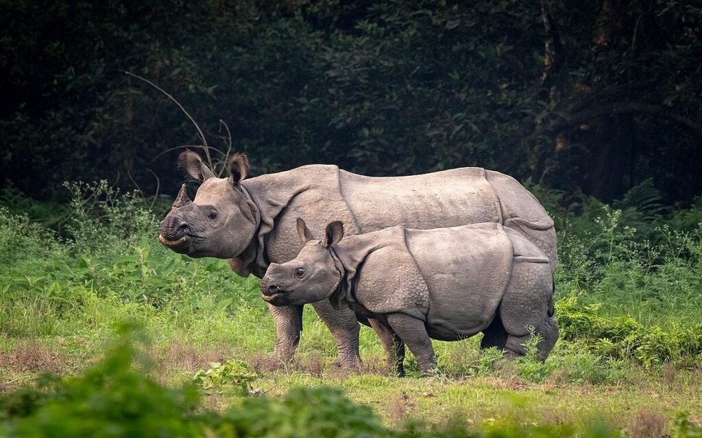 बीएनपीको पानी अभावले गैंडाहरू भारत पलायन हुन्छन्
