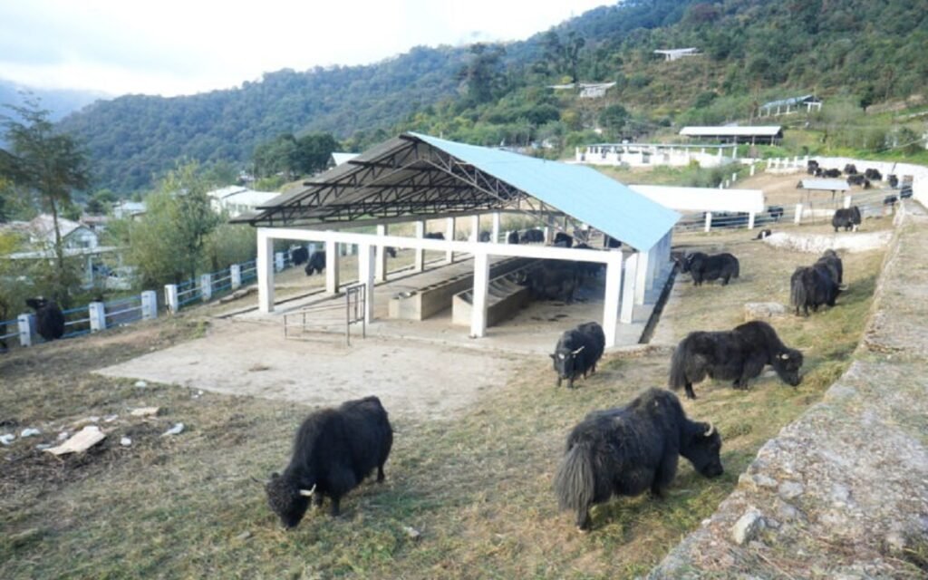 फक्ताङलुङले स्थानीय गाईवस्तु उत्पादकहरूलाई ७५% अनुदान प्रदान गर्नेछ