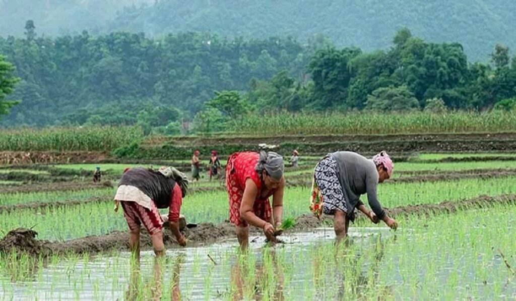 धान खेतीको लागि विश्वको सबैभन्दा अग्लो उचाइ, छुमचौरमा मार्सी धान खेती सुरु भयो