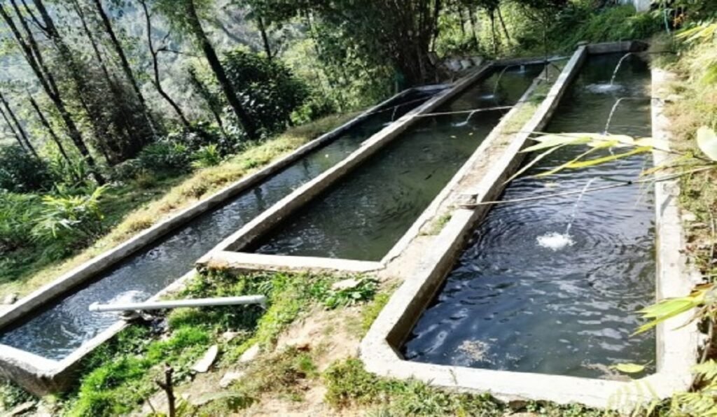 विदेशबाट फर्किएका व्यक्तिले नेपालमा माछा फार्म सुरु गर्न प्रतिभा प्रयोग गर्छन्