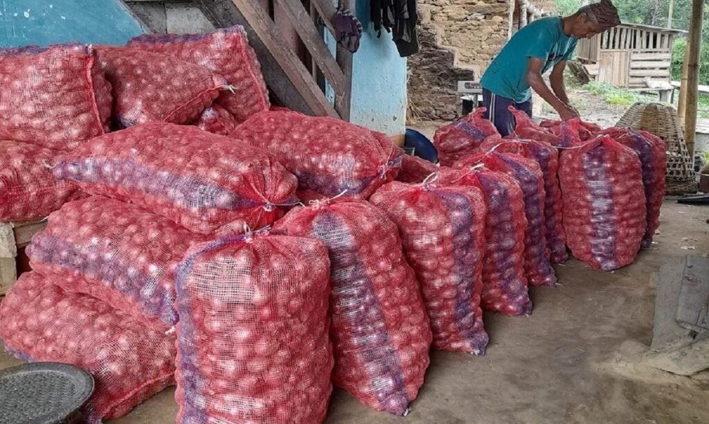 नेपालको इलामका किसानहरूले व्यावसायिक प्याज उत्पादन गर्छन्