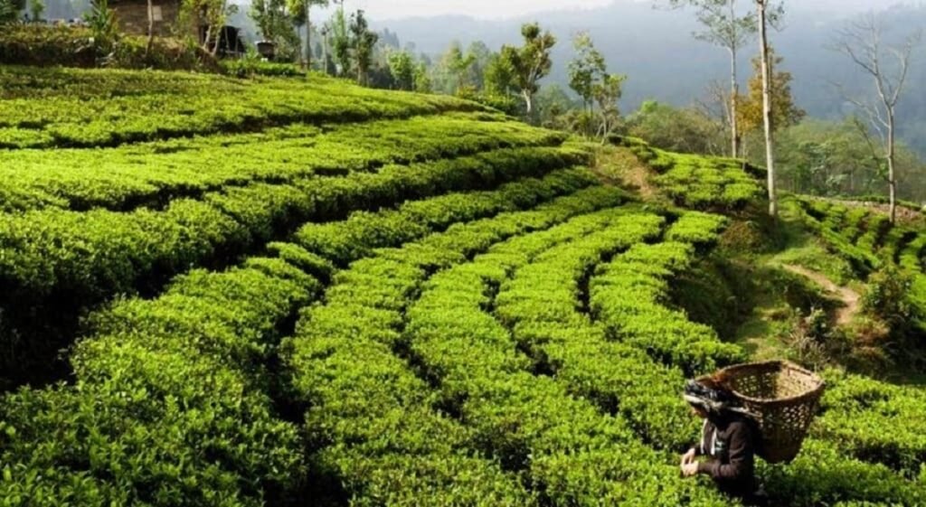 मेची भन्सार कार्यालयले अब ४०% बढी चिया निर्यात प्राप्त गर्दछ