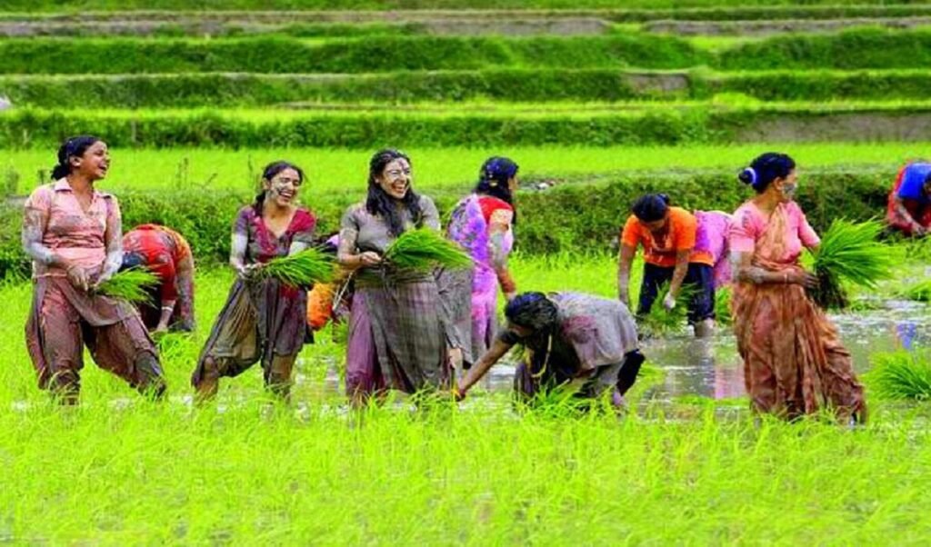 आत्मनिर्भरता र खाद्य सुरक्षाका लागि धानबालीको तीव्रता