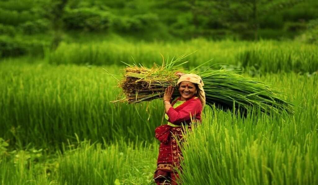 यस वर्ष नेपालमा ७२% धान रोपाइँ सम्पन्न भएको छ