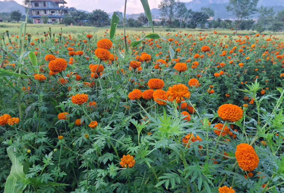 पुष्प व्यवसायः आठ अर्ब ८३ करोड लगानी, ५३ हजारलाई रोजगारी