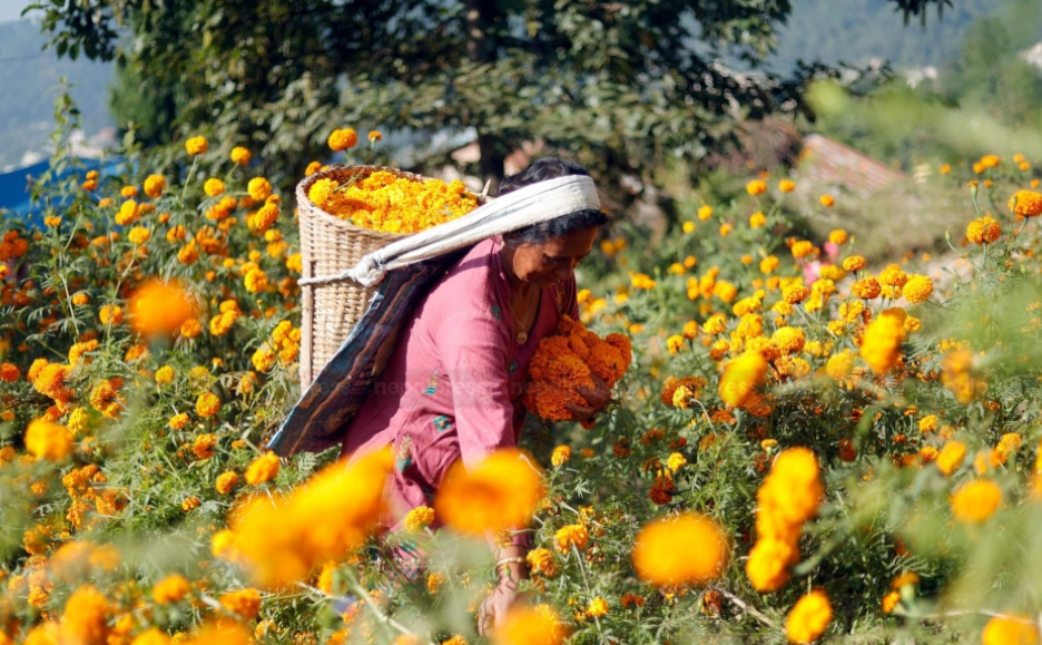 फूलको रौनक शुरु– तिहारमा ४६ लाख माला खपत, ४० करोडको कारोबार हुने अनुमान    