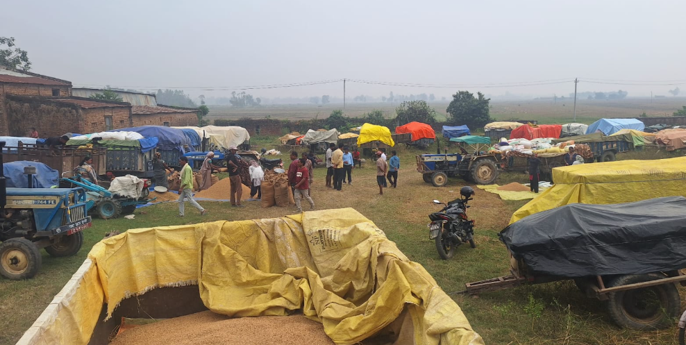 धान बेच्न किसान रातभर लाइनमा, सरकारी खरिद केन्द्रमा भीड